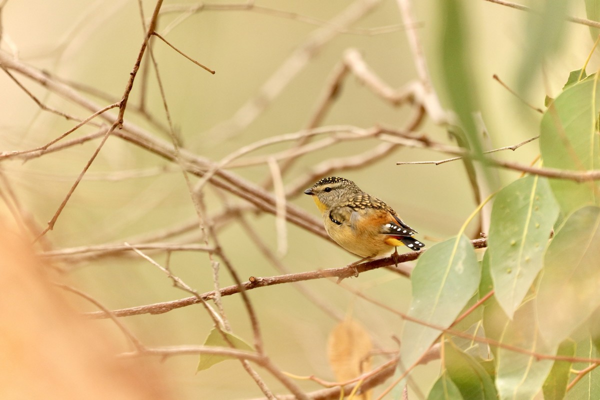 Pardalote Moteado - ML619220553