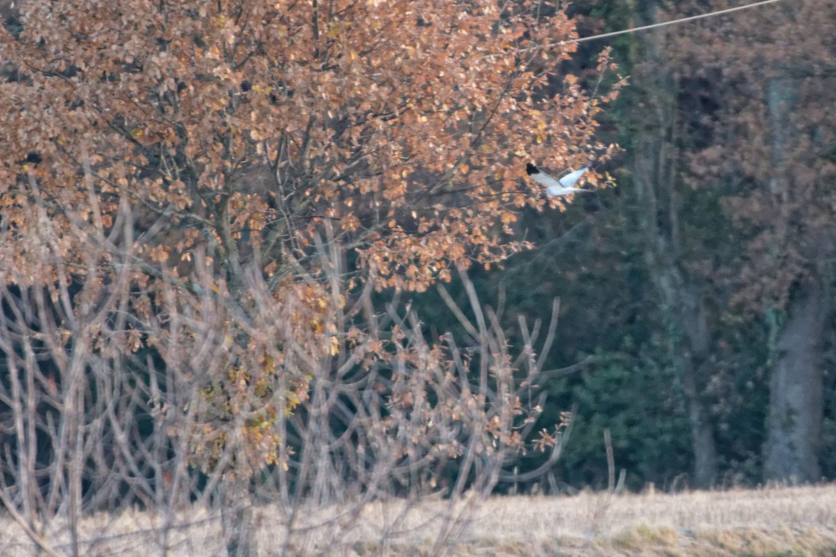 Hen Harrier - Anonymous