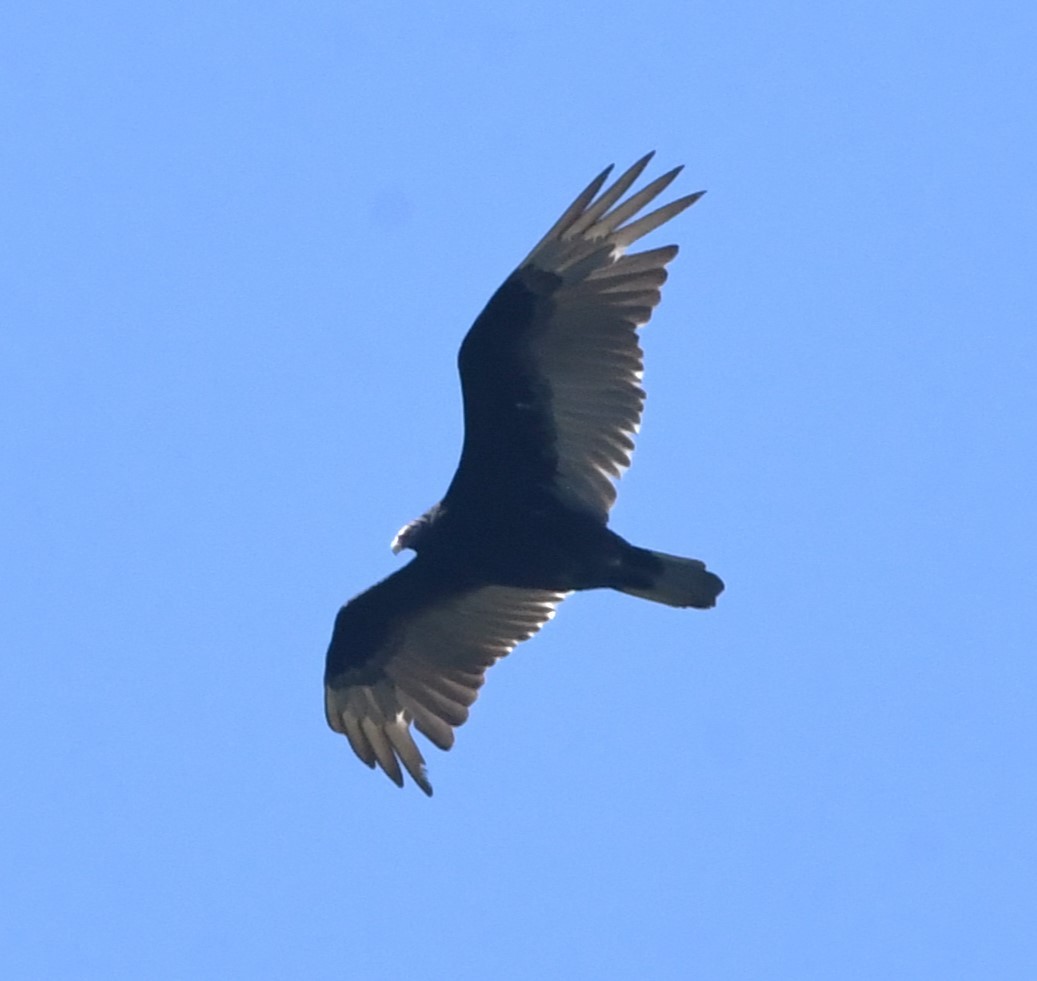 Turkey Vulture - David True