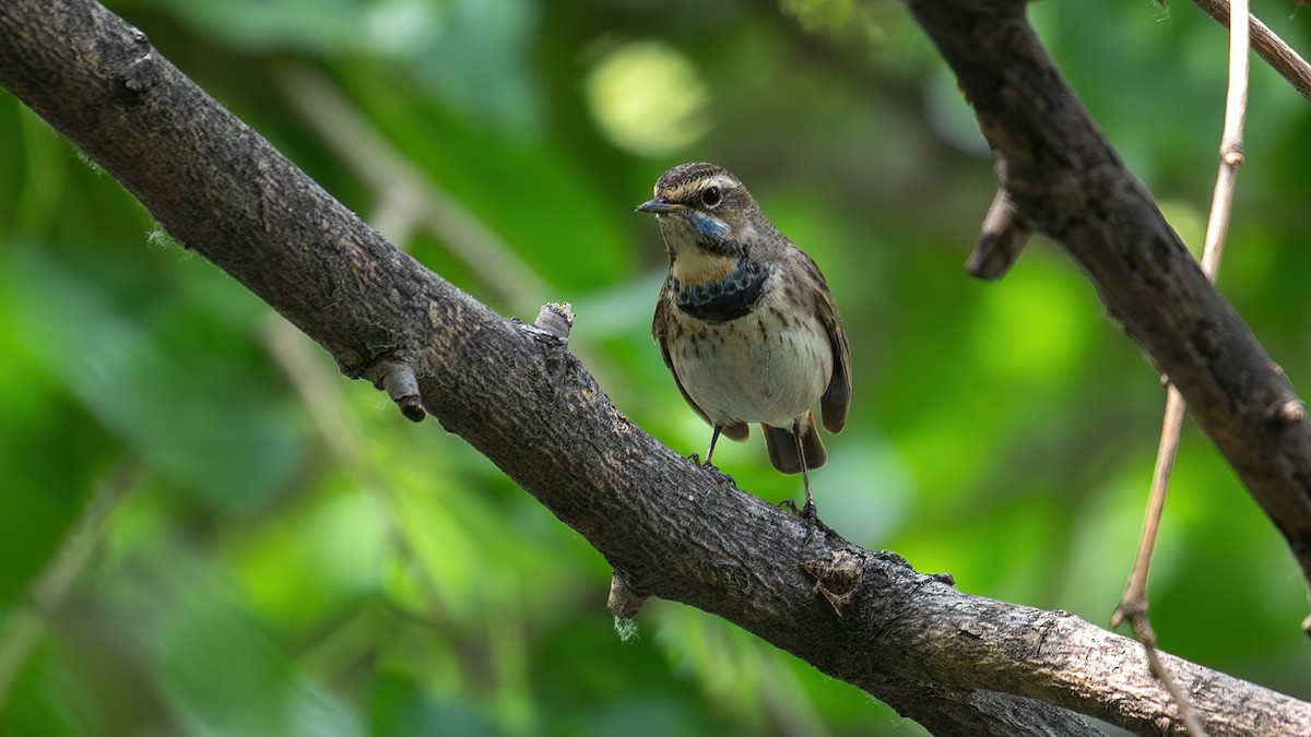 Bluethroat (Red-spotted) - Mengshuai Ge