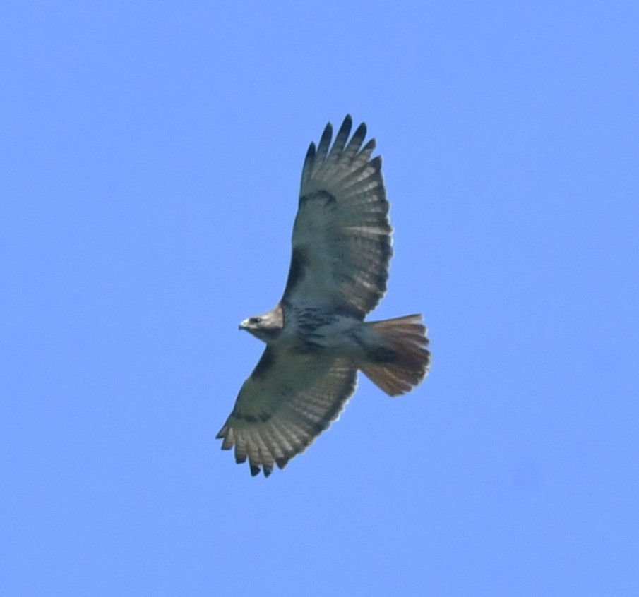 Red-tailed Hawk - ML619220601