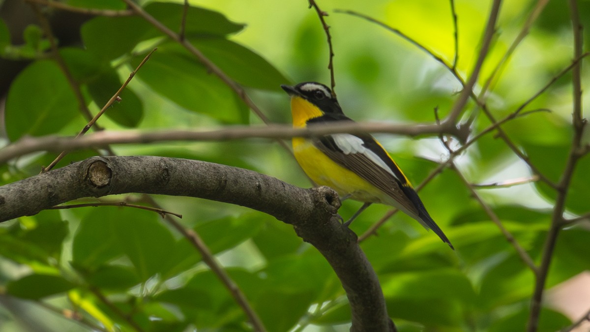 Yellow-rumped Flycatcher - Mengshuai Ge
