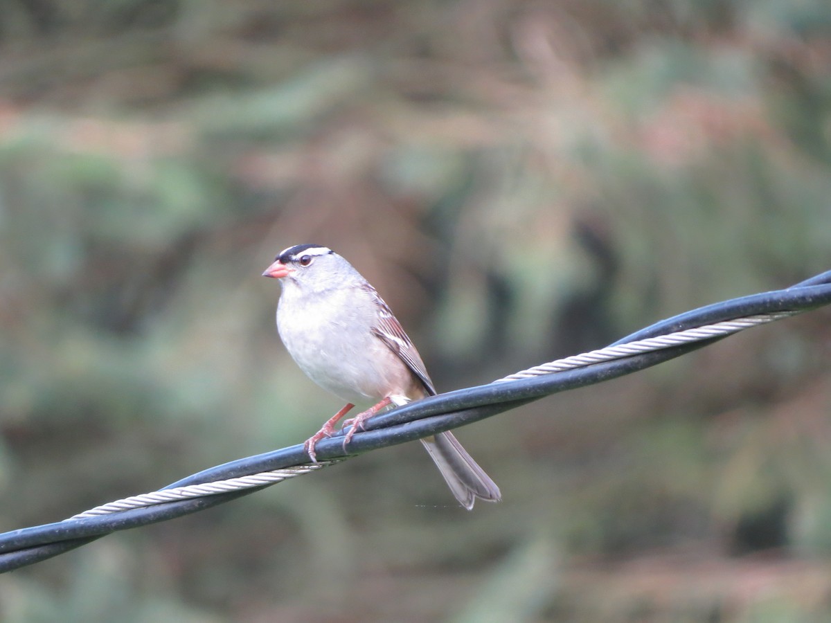 White-crowned Sparrow - Melanie Mitchell