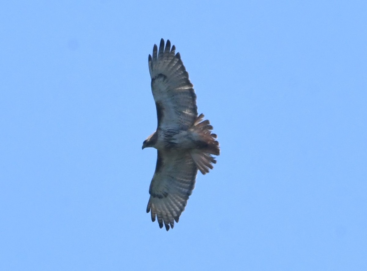 Red-tailed Hawk - ML619220619