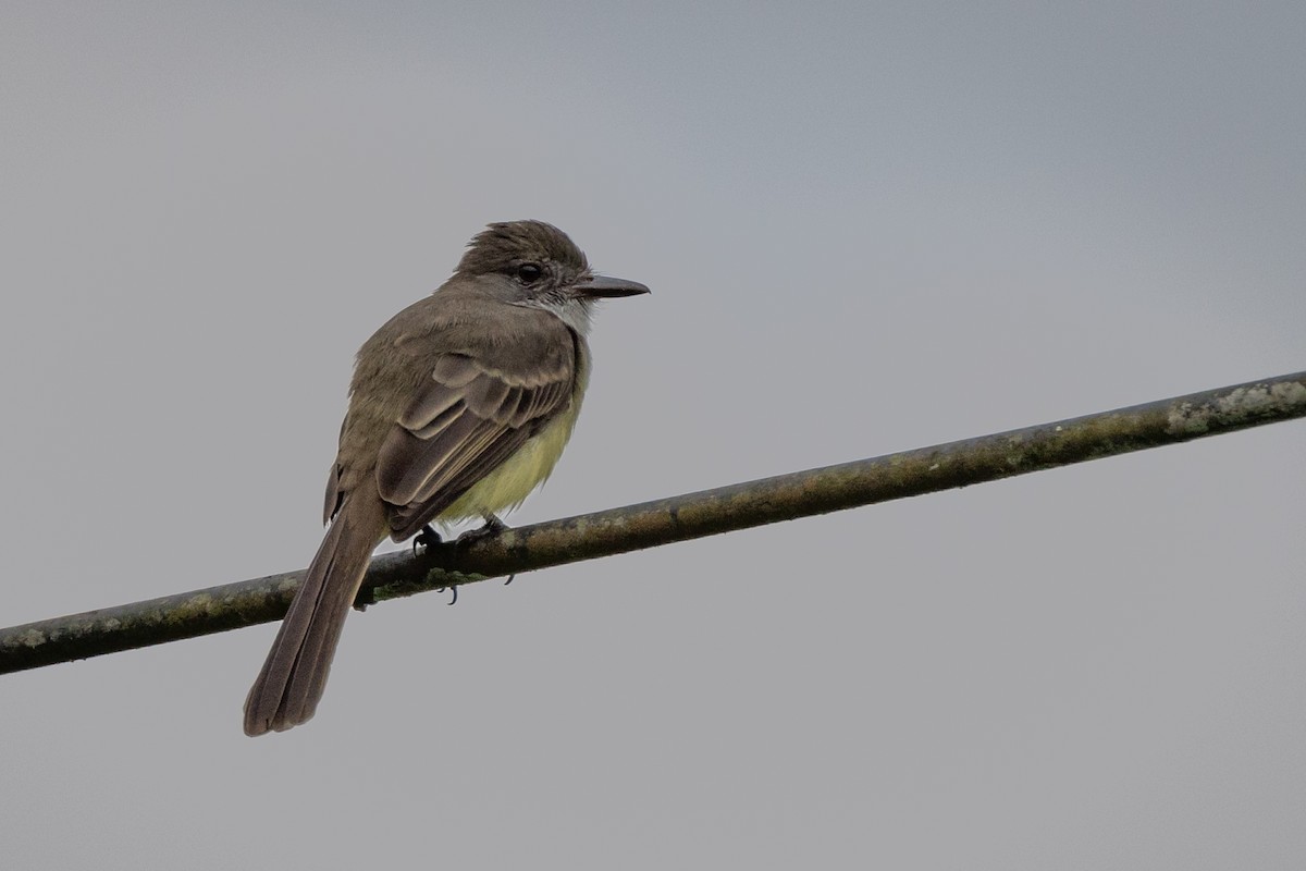 Lesser Kiskadee - Susan Brickner-Wren