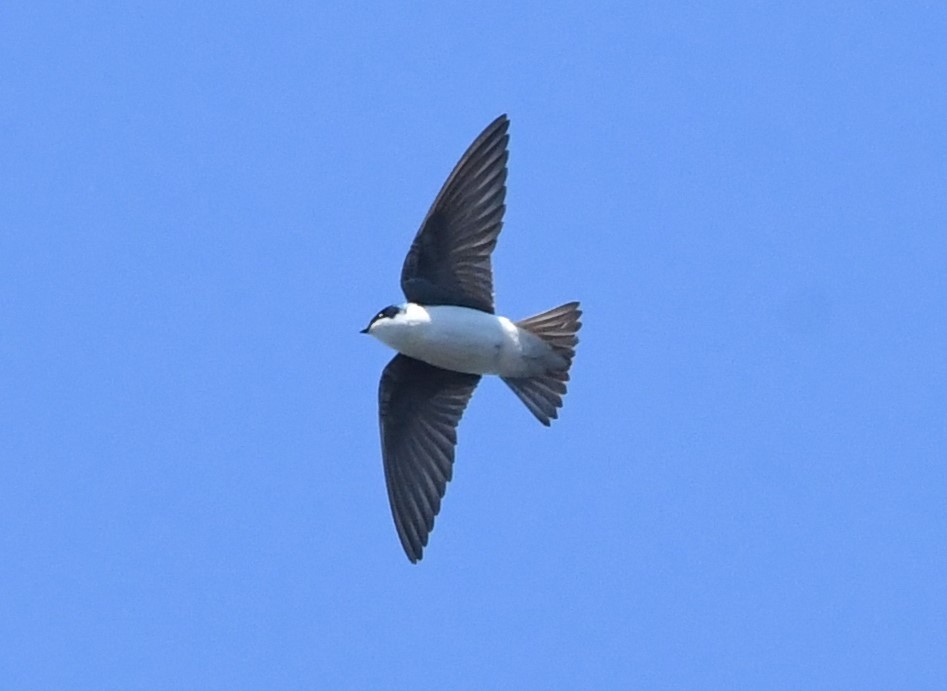 Tree Swallow - ML619220630