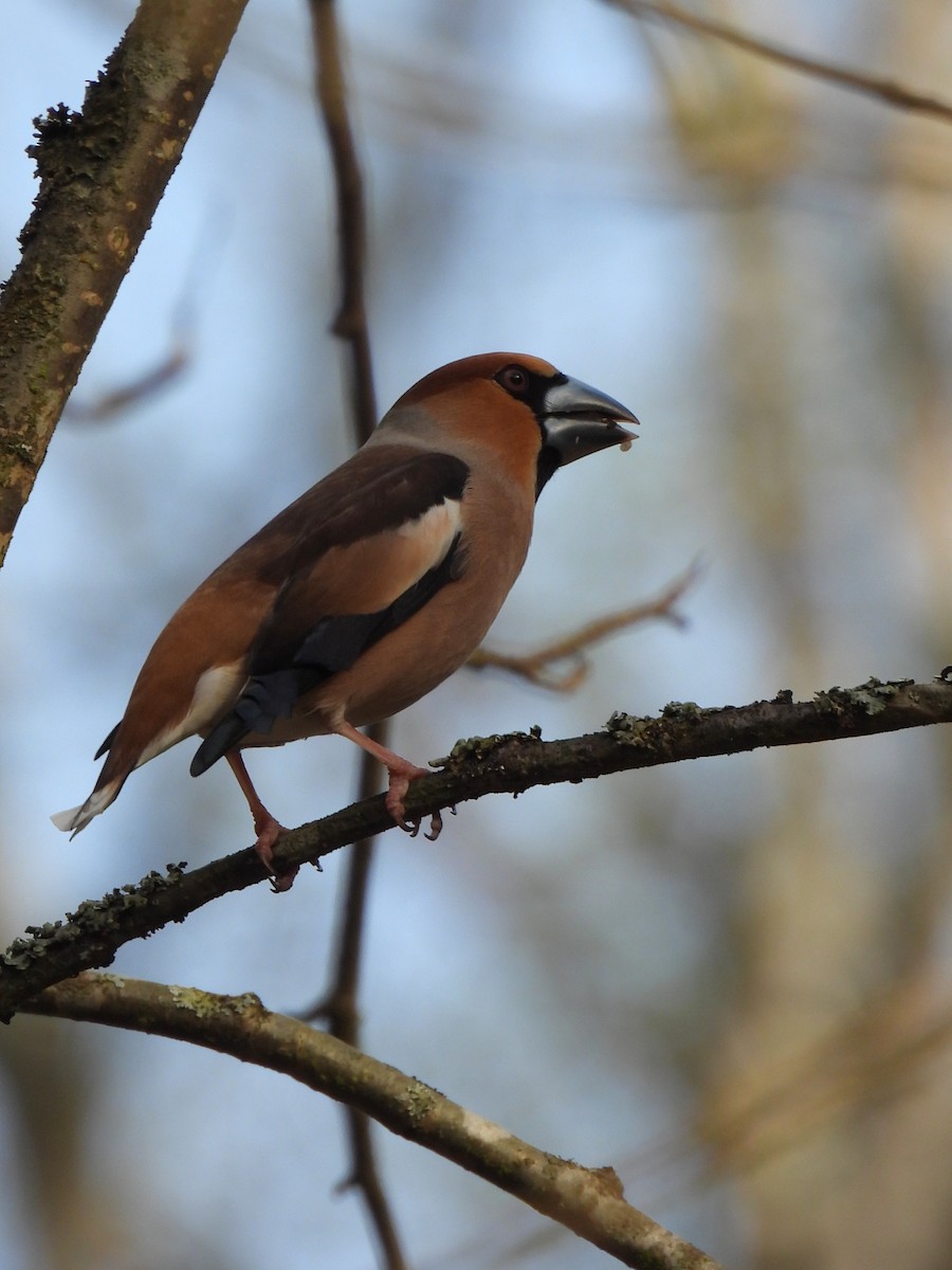 Hawfinch - Viktoria Eginova