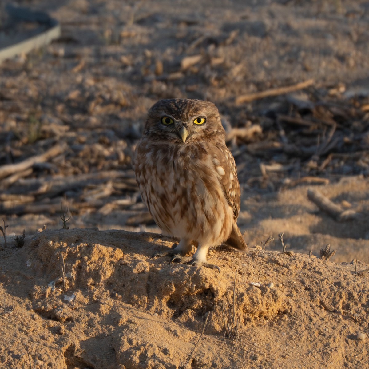Little Owl - Cyril Duran
