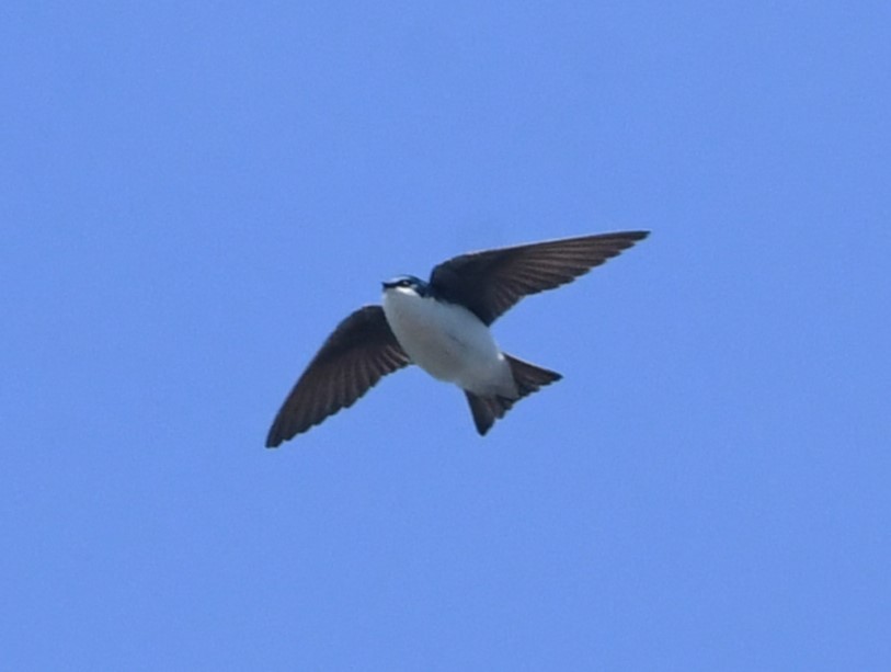 Tree Swallow - ML619220641