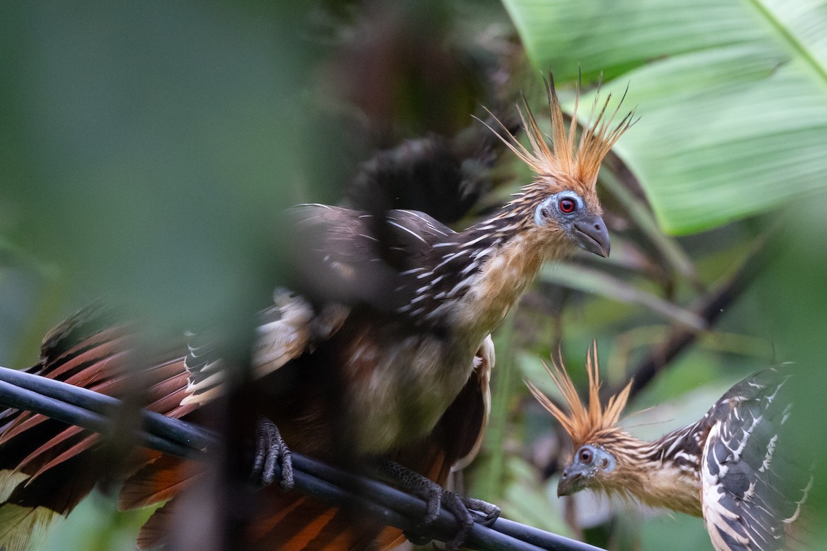 Hoatzin - Susan Brickner-Wren