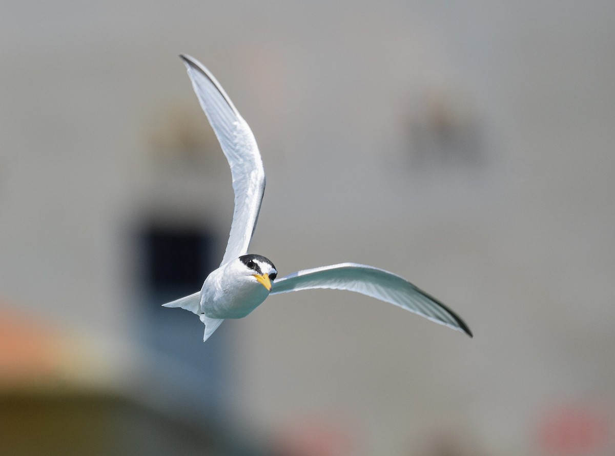 Little Tern - Miguel Ángel Mora Quintana