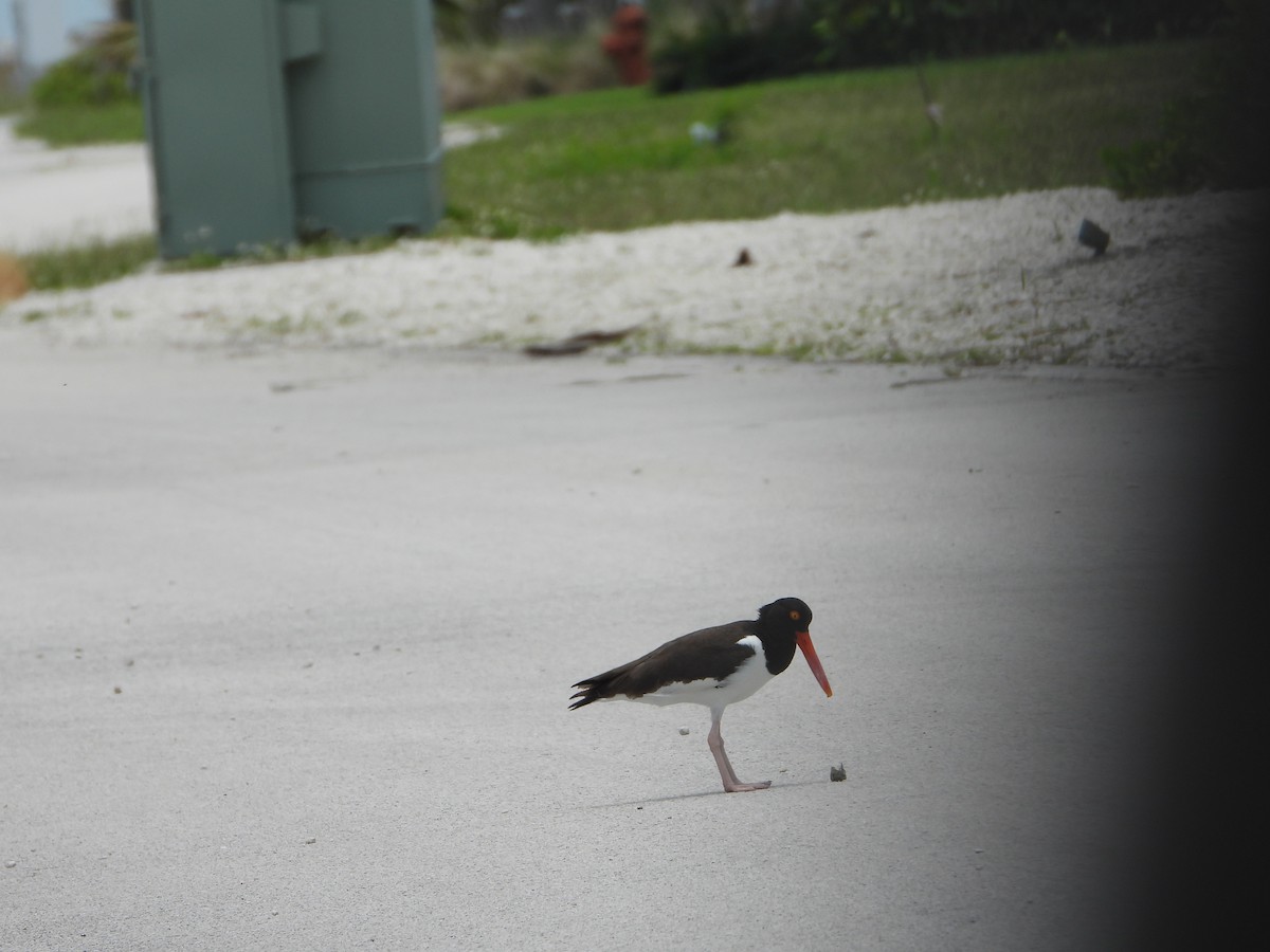 American Oystercatcher - Martha Cartwright