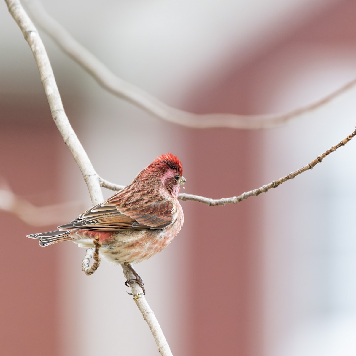 Purple Finch - Albert Picard