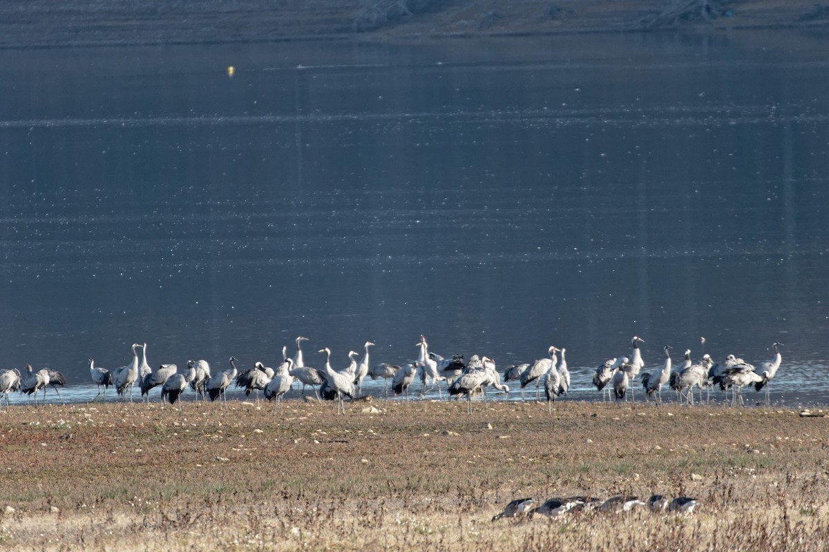 Common Crane - Anonymous