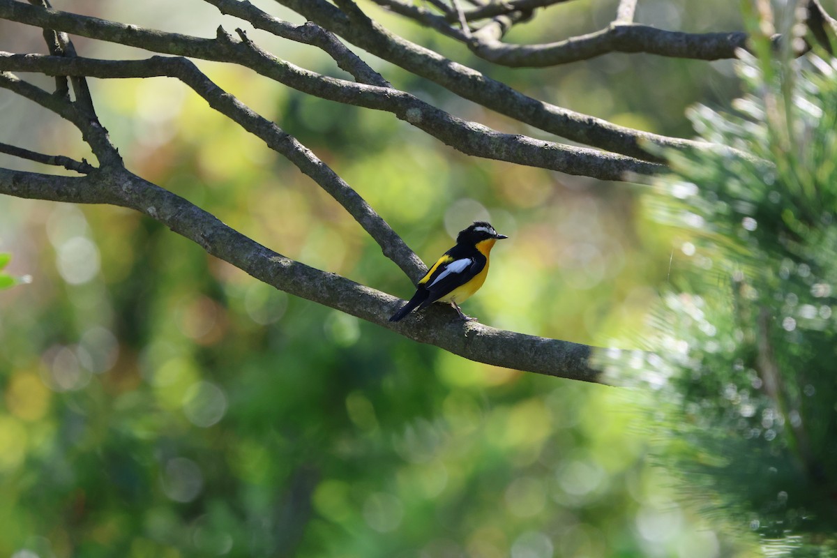 Yellow-rumped Flycatcher - Shin Mun Cheol