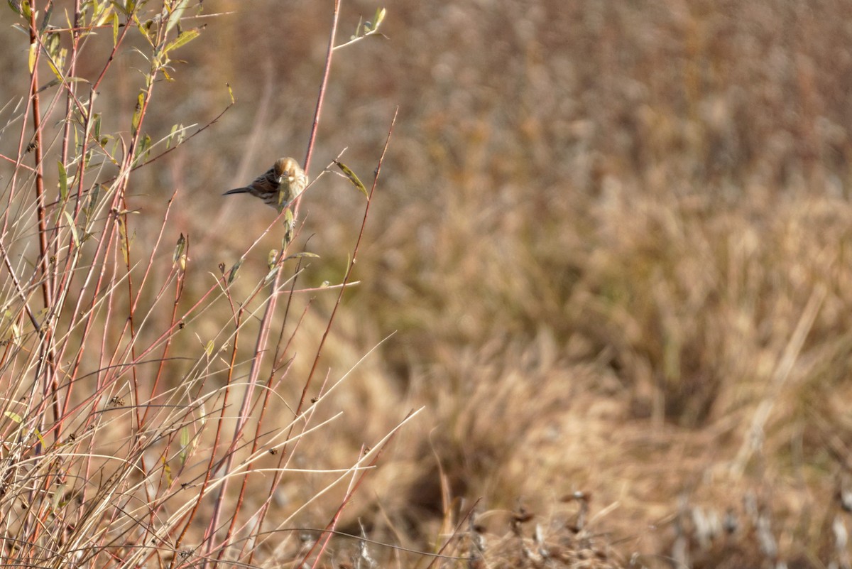 Reed Bunting - Anonymous