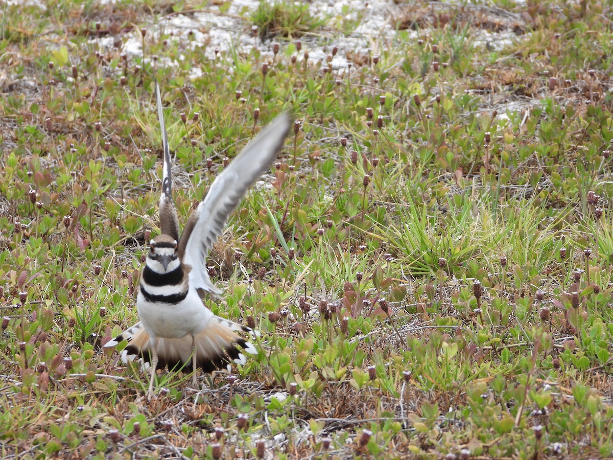 Killdeer - ML619220726