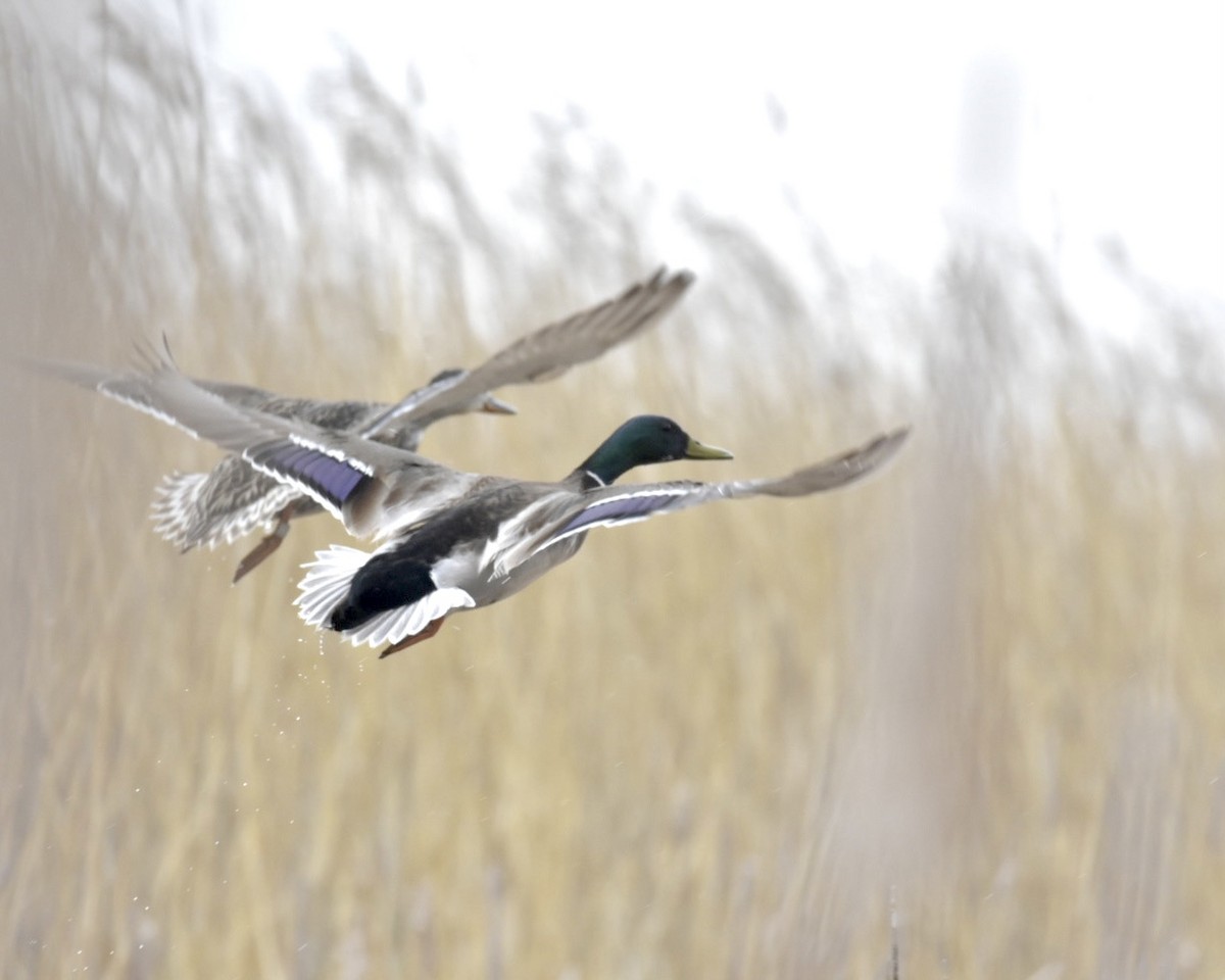 Mallard - Heather Pickard