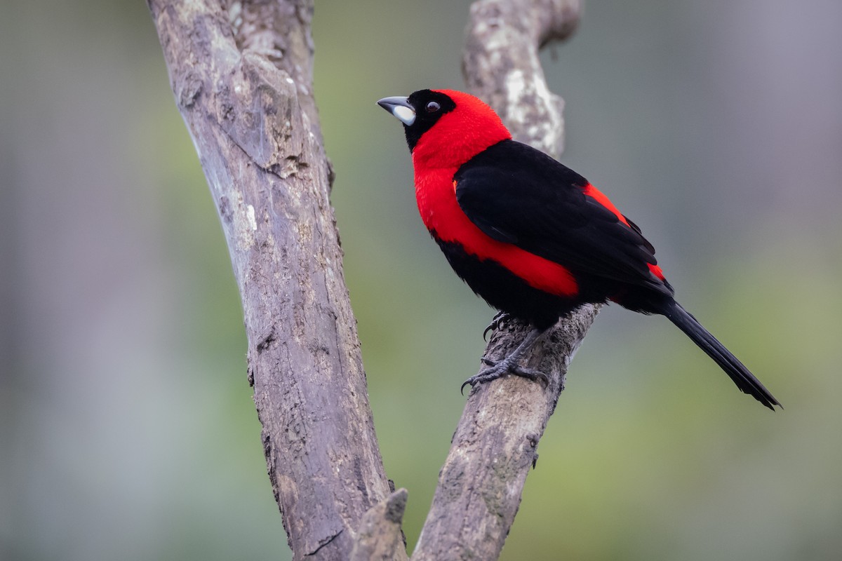 Masked Crimson Tanager - ML619220764