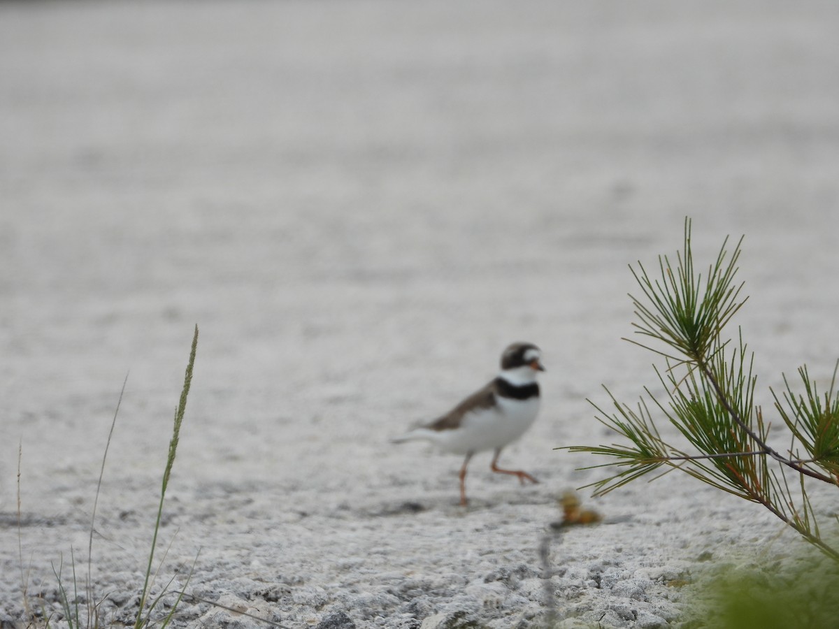 Semipalmated Plover - ML619220768