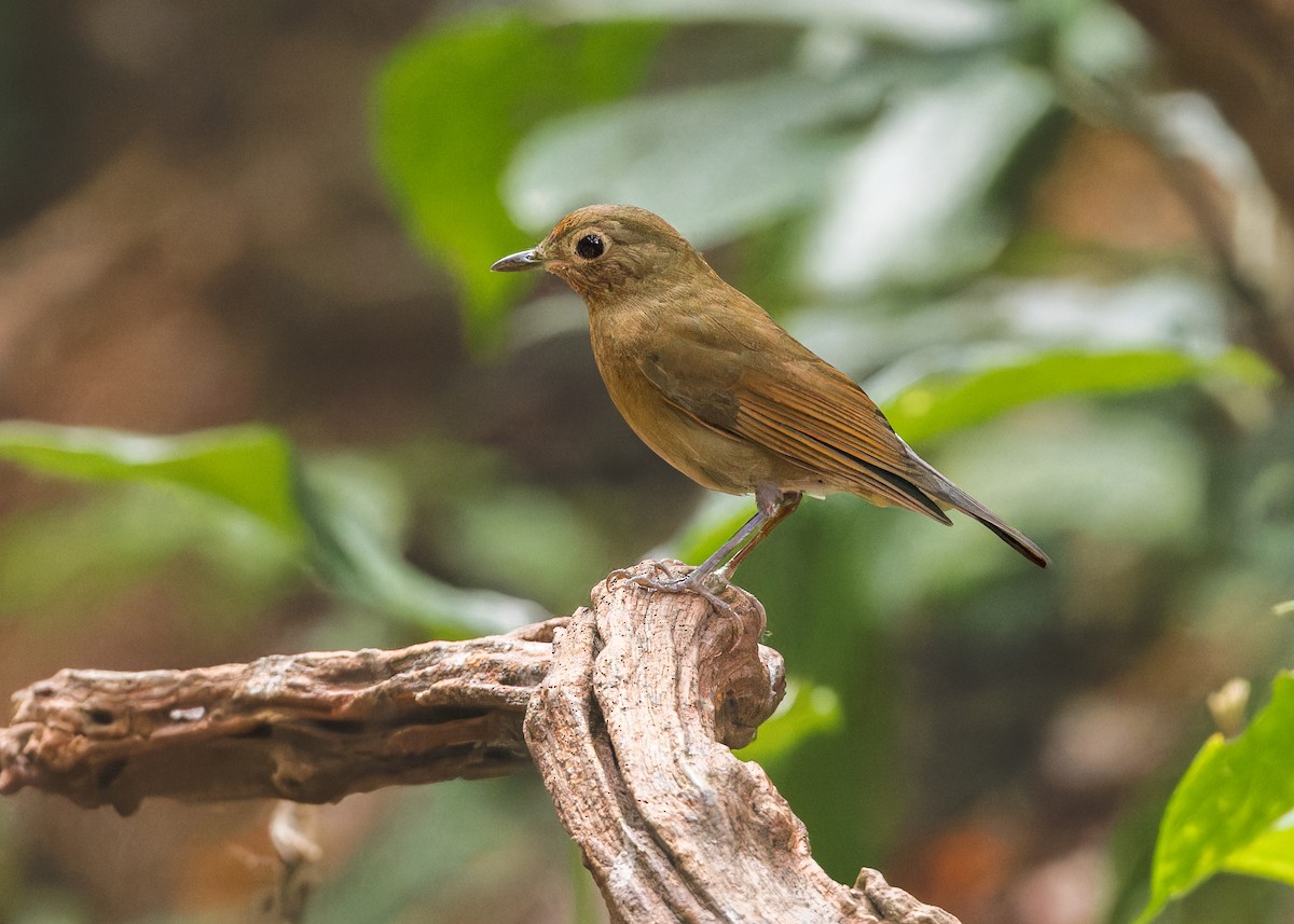 White-tailed Robin - ML619220777