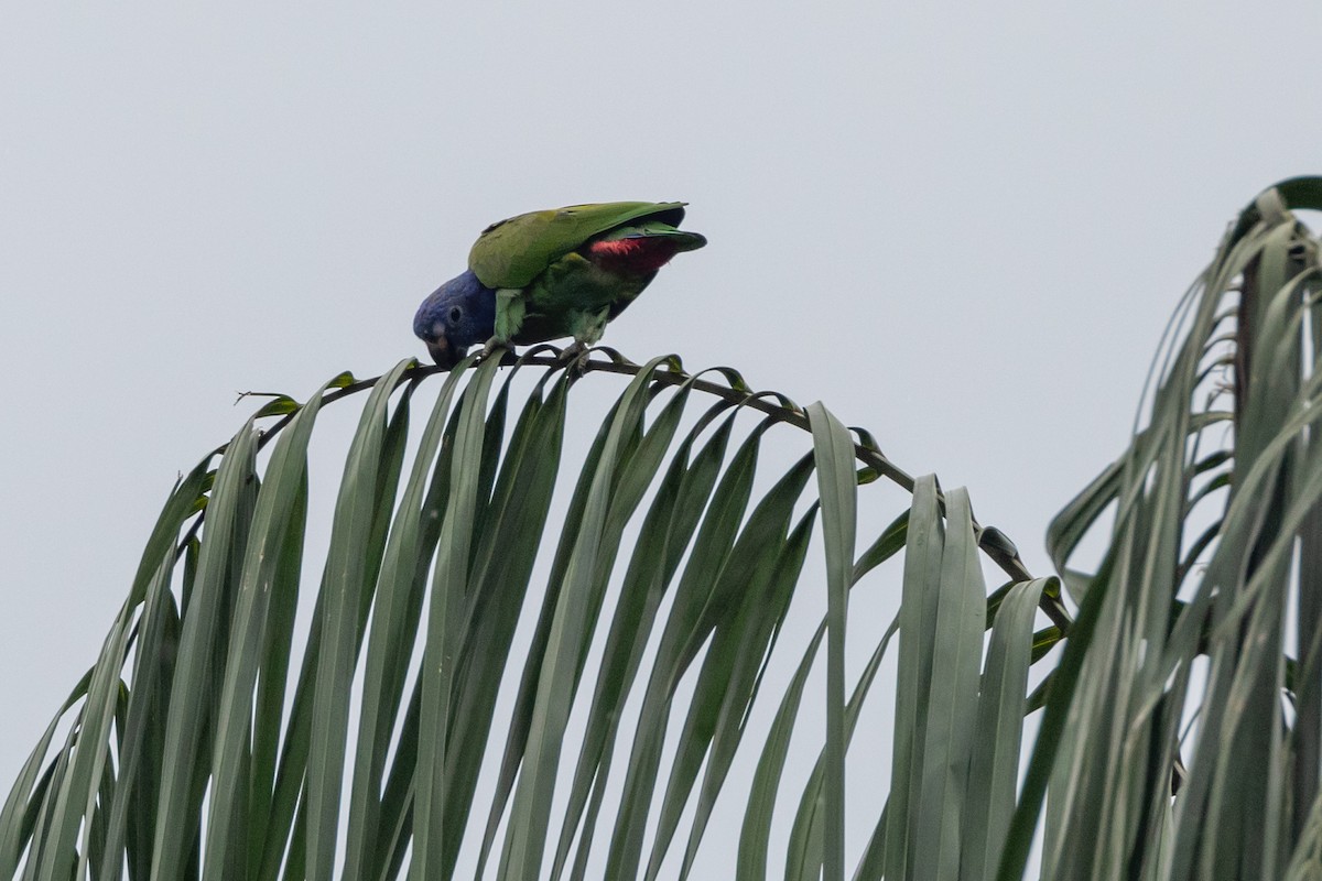 Blue-headed Parrot - Susan Brickner-Wren