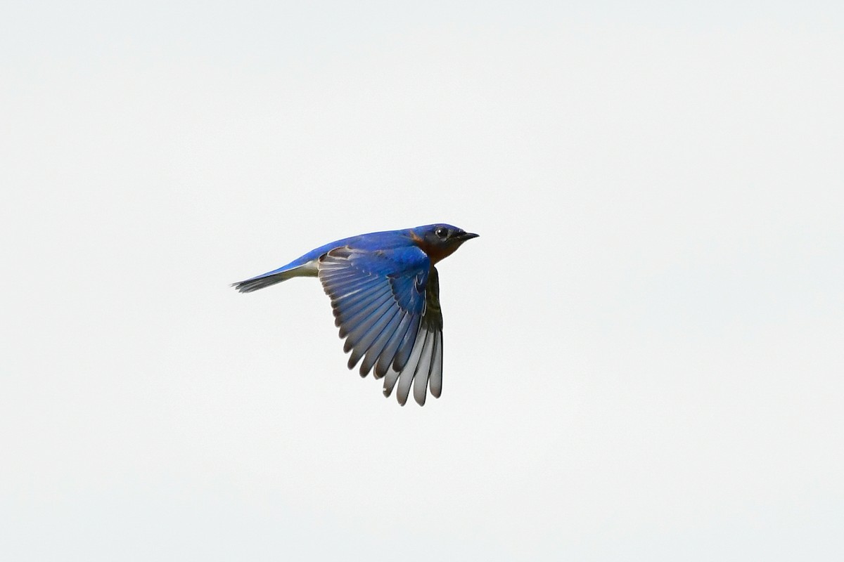 Eastern Bluebird - Cristine Van Dyke