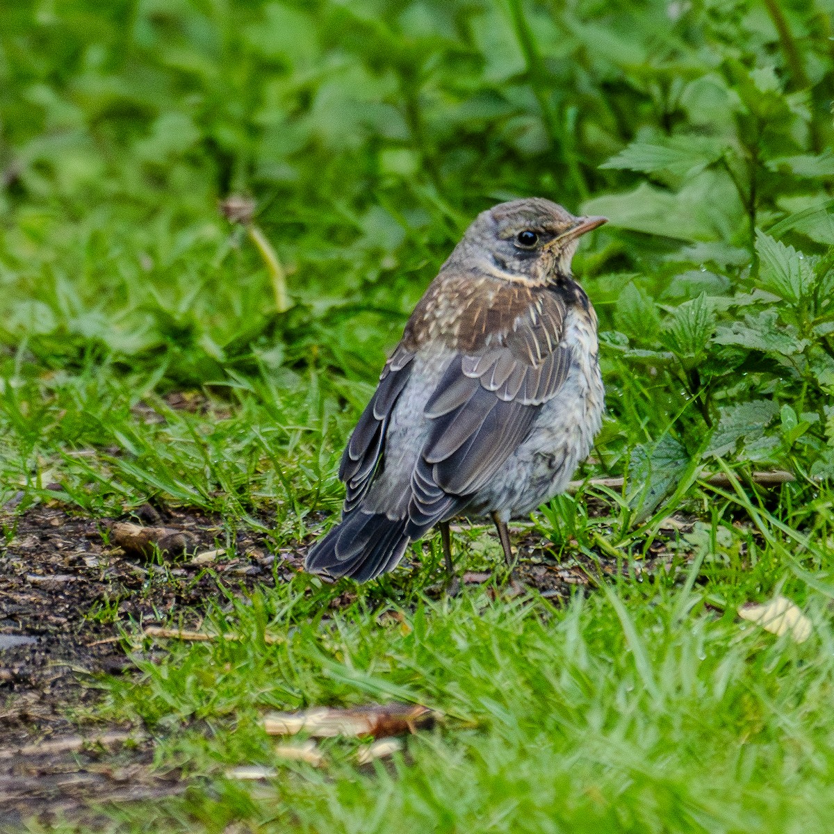 Fieldfare - Iva Janáčková