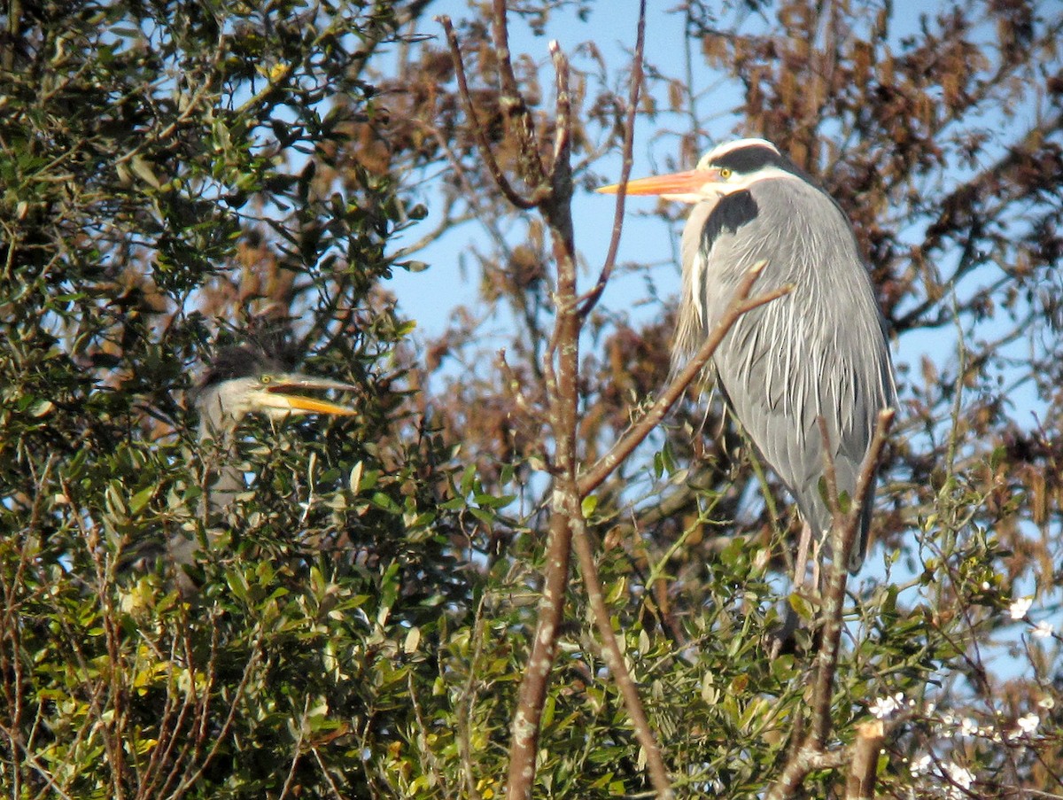 Gray Heron - Peter Milinets-Raby