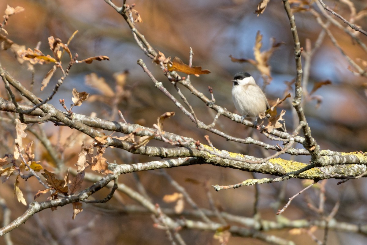 Marsh Tit - Anonymous