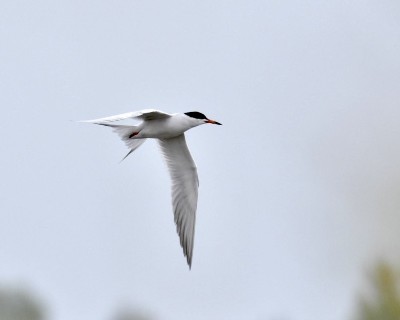 Forster's Tern - Heather Pickard