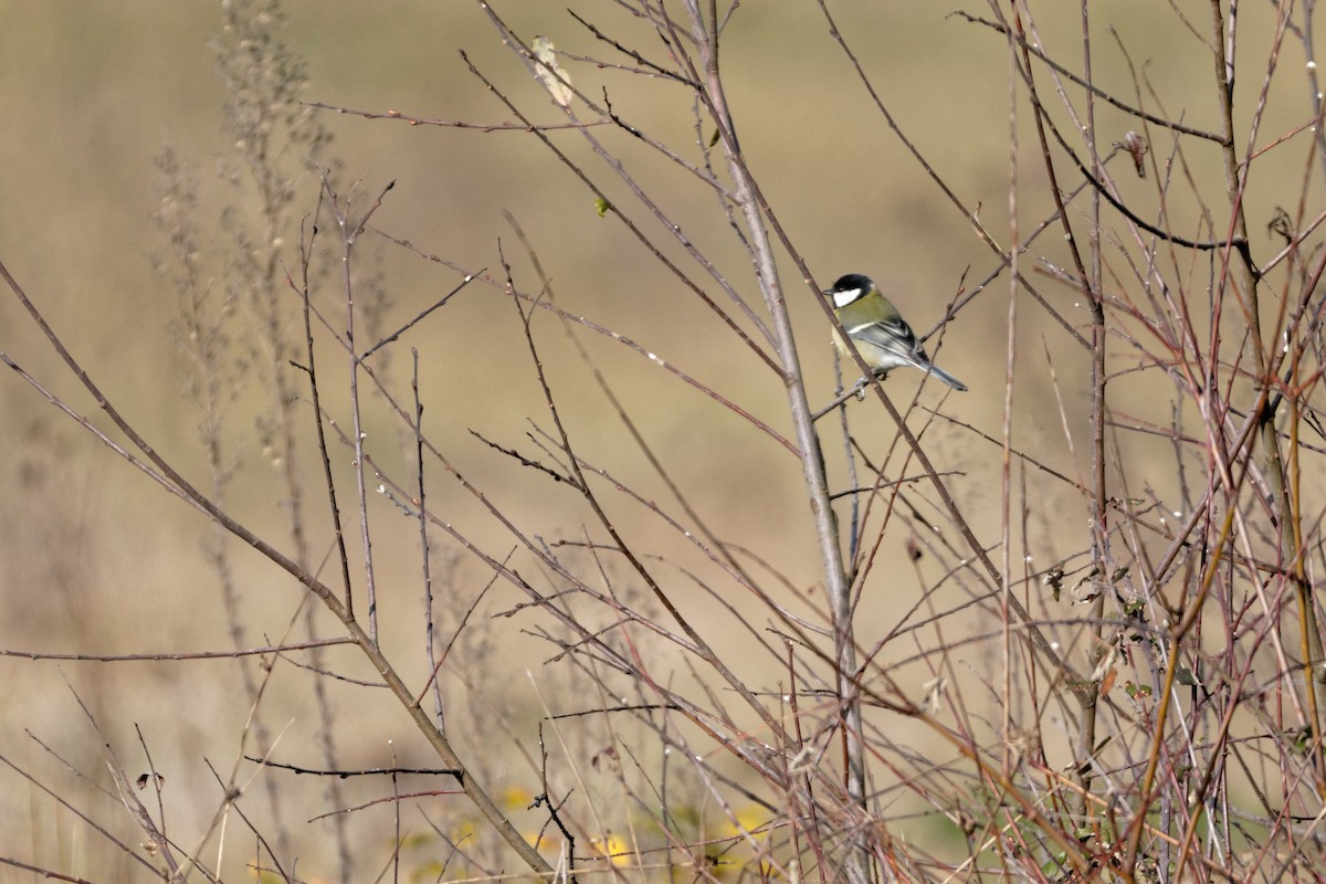 Great Tit - Anonymous
