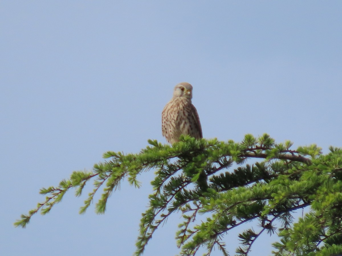 Eurasian Kestrel - Thomas Brooks