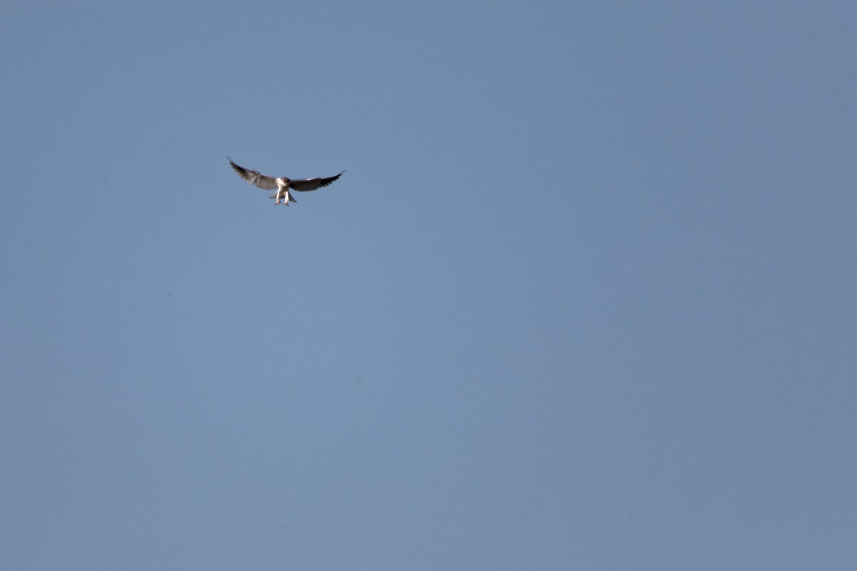 Black-winged Kite - ML619220894