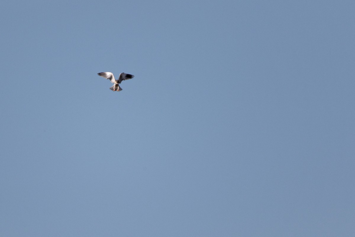 Black-winged Kite - ML619220895