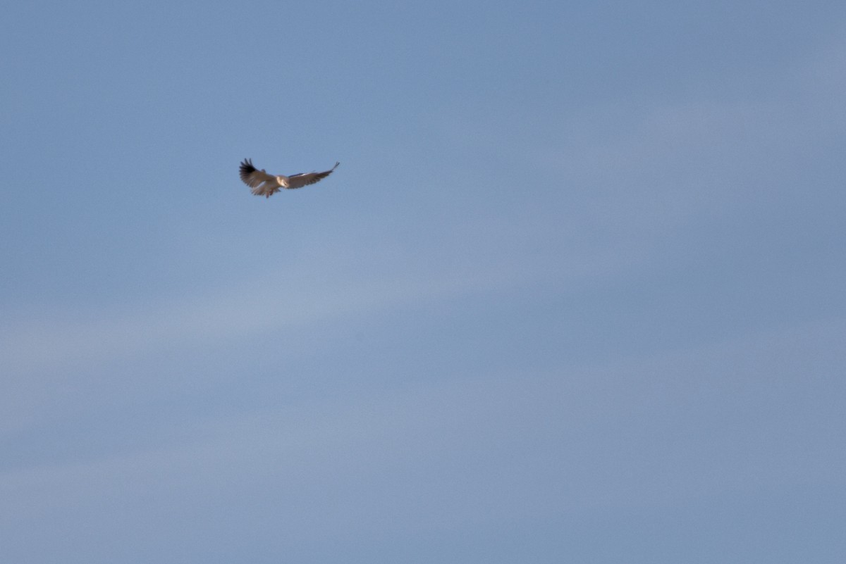 Black-winged Kite - ML619220897