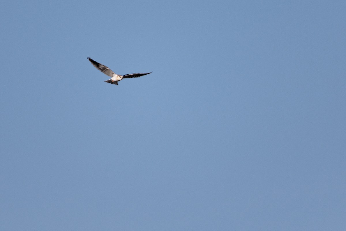 Black-winged Kite - ML619220900