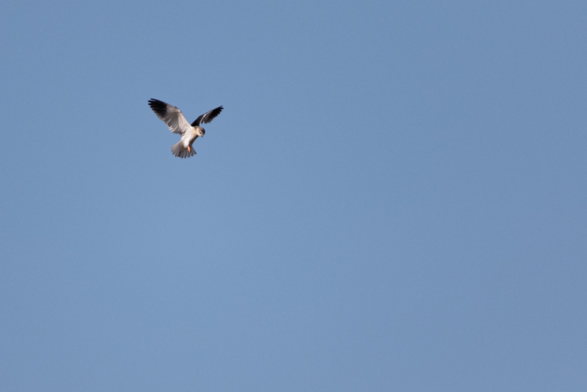Black-winged Kite - ML619220901