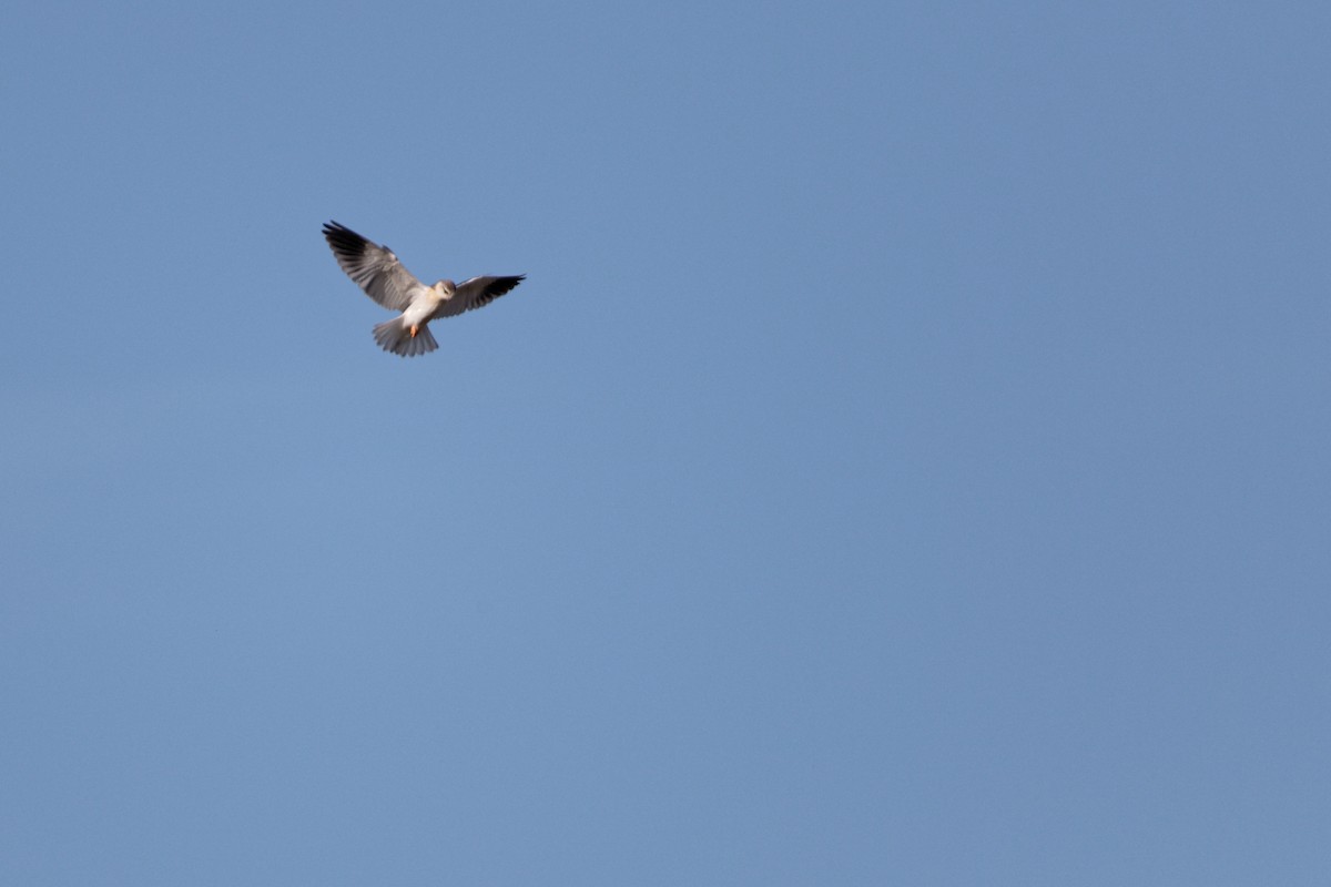 Black-winged Kite - ML619220902