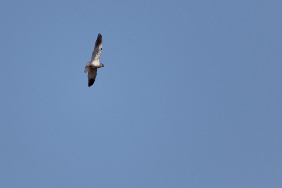 Black-winged Kite - ML619220903