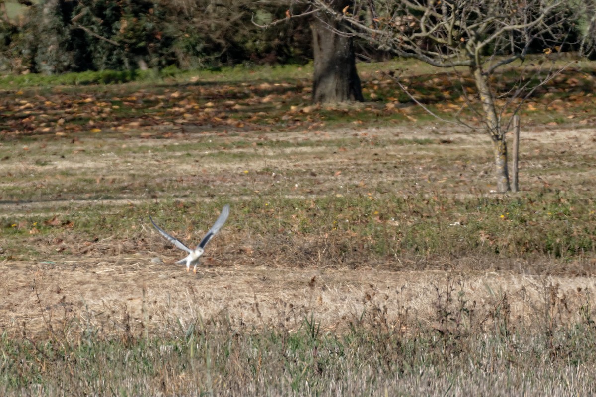 Black-winged Kite - ML619220905