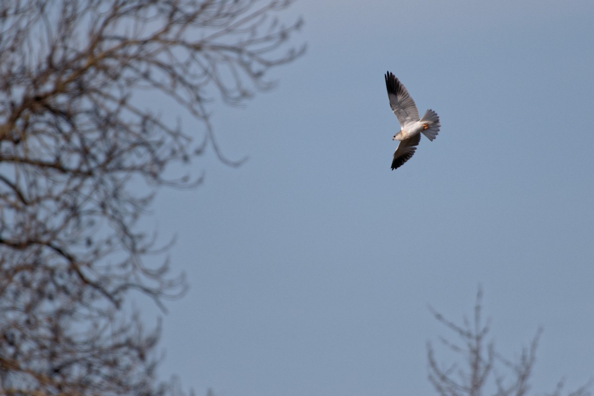 Black-winged Kite - ML619220910