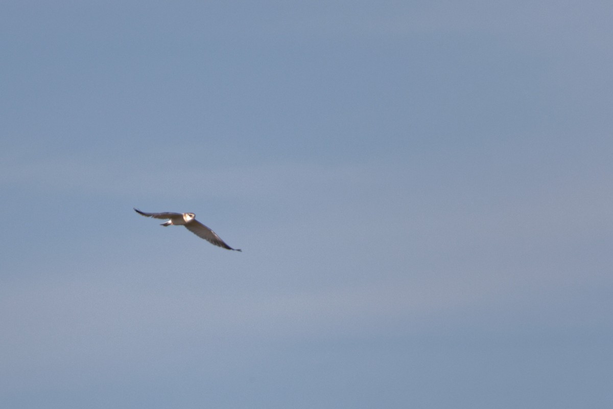 Black-winged Kite - ML619220914