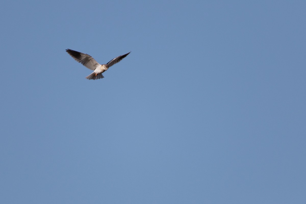 Black-winged Kite - ML619220919
