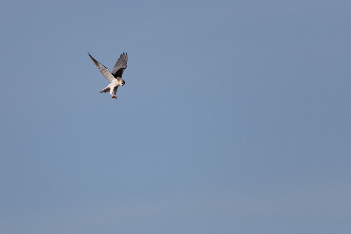 Black-winged Kite - ML619220924