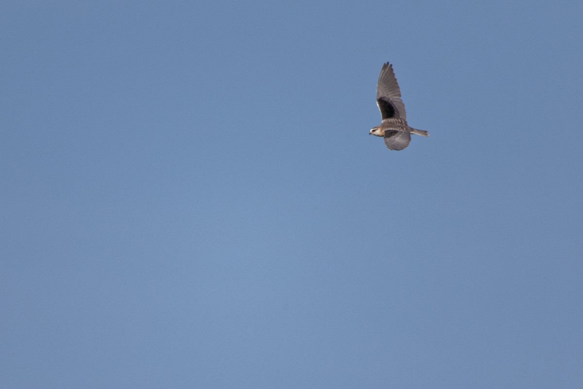 Black-winged Kite - ML619220926