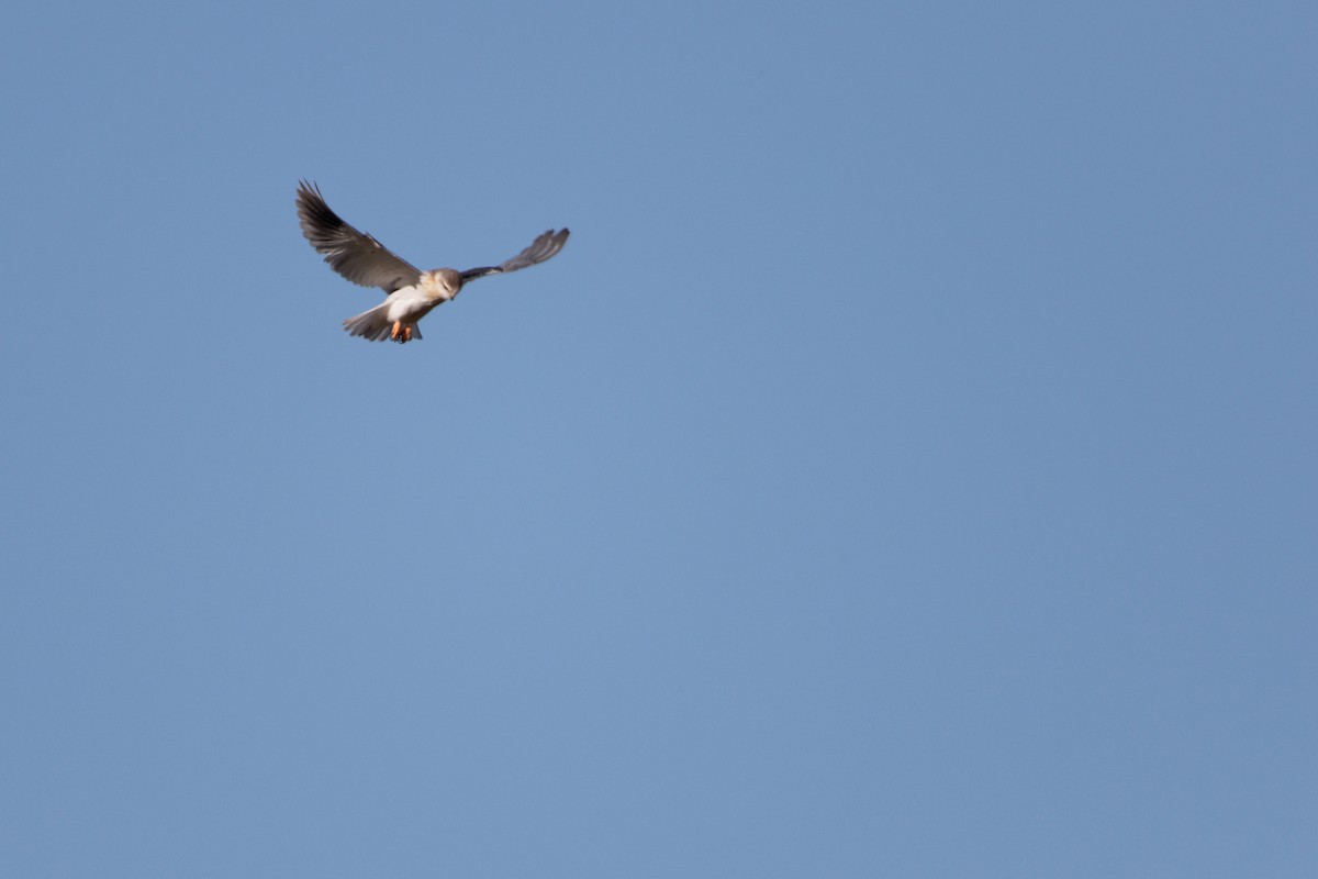 Black-winged Kite - ML619220928