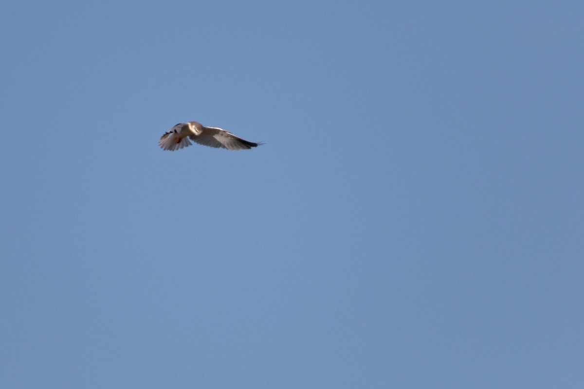 Black-winged Kite - ML619220931