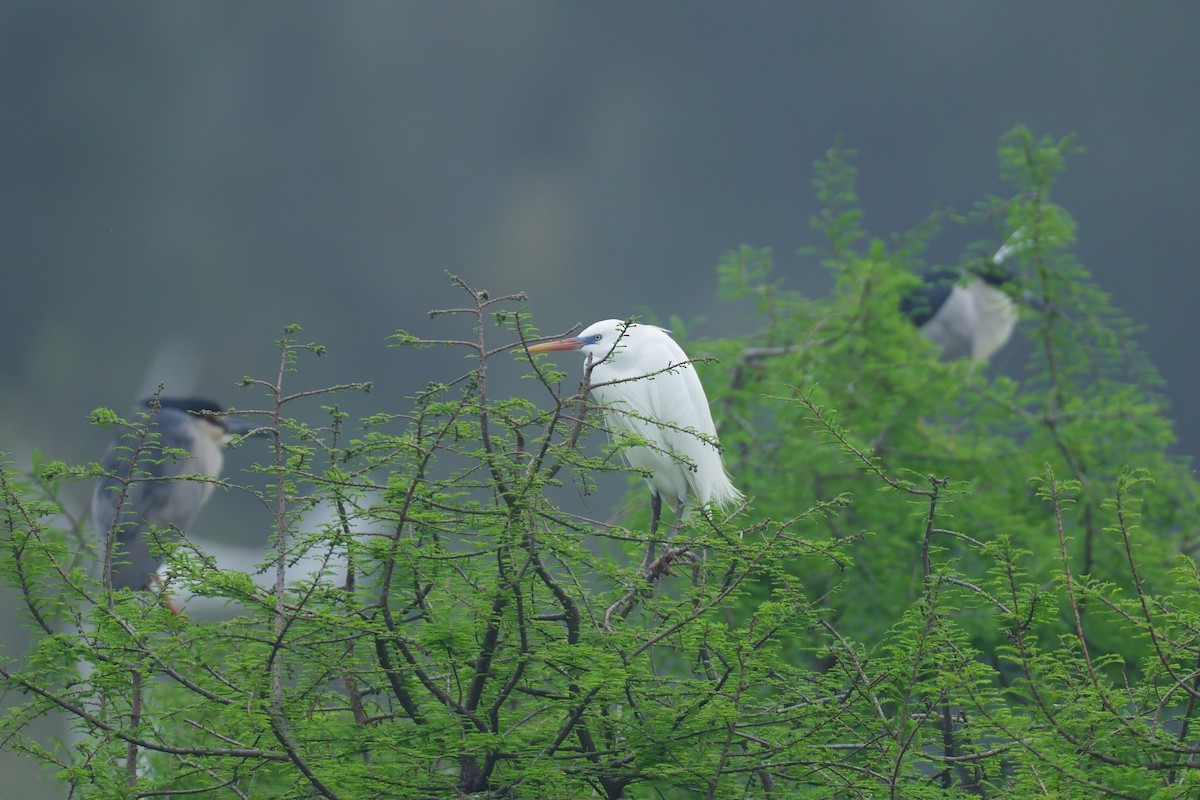 Chinese Egret - ML619220948