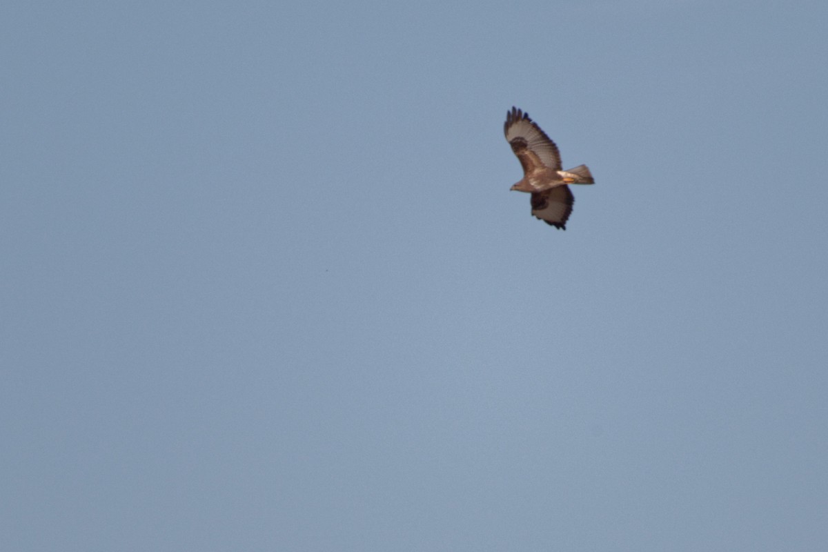 Common Buzzard - ML619220951